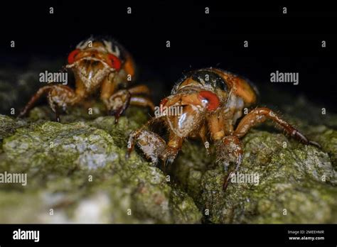Cicadas nymphs emerging