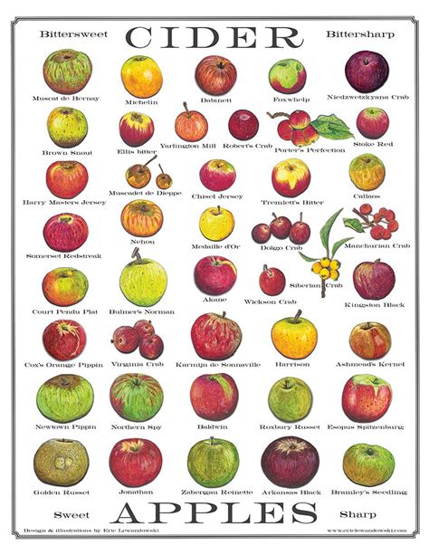 Cider Apple Varieties Chart