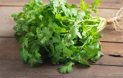 Cilantro In Tagalog