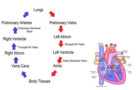 Circulation and Flow