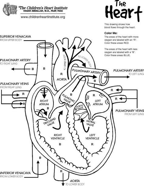 Circulatory System Coloring Worksheet Pdf