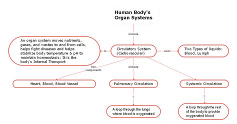 Circulatory System Concept Map Answers