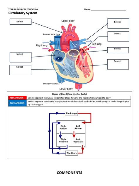 Circulatory System Worksheet Answers