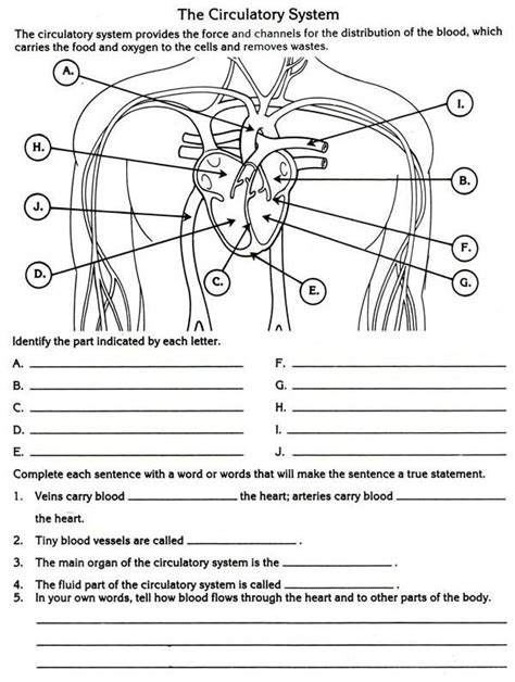 Circulatory System Worksheet Answers - Thekidsworksheet