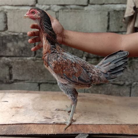 Ciri Ayam Magon Indonesia