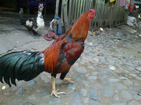 Ciri Ayam Menang Cepat Indonesia