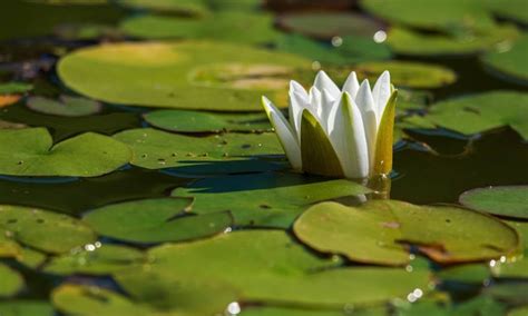 Ciri Ciri Bunga Lili