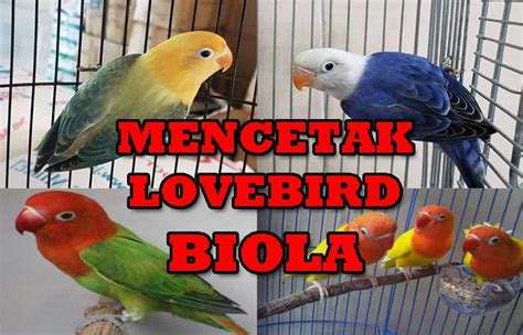 Ciri Lovebird Biola