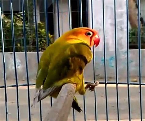 Ciri Lovebird Over Birahi
