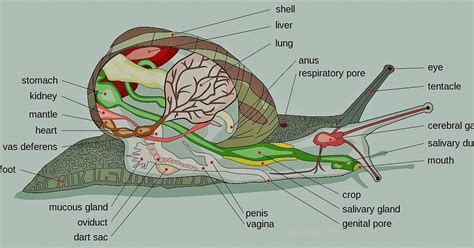 Ciri-Ciri Gastropoda: Mengenal Lebih Dekat Kelas Mollusca yang Menarik