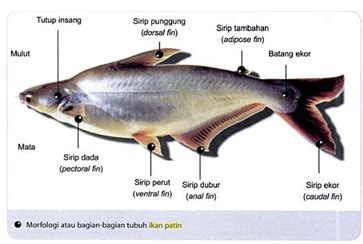 Ciri-Ciri Ikan Patin