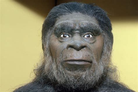 Ciri-ciri Homo Soloensis