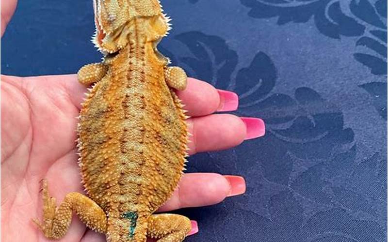 Citrus Tiger Bearded Dragon: Everything You Need to Know