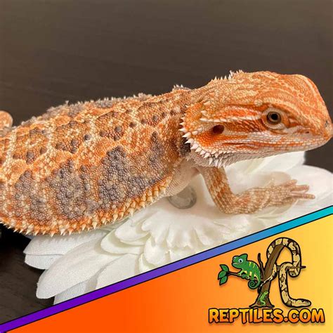Citrus Bearded Dragon
