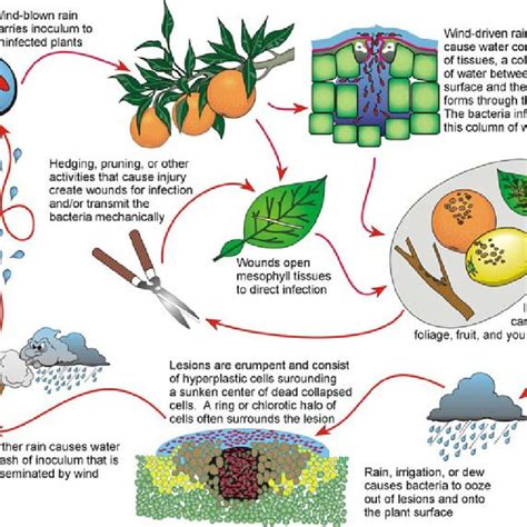 Citrus Canker The Pathogen and Its Impact