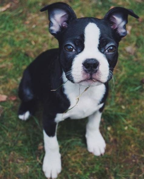 Ckc Boston Terrier Colors: Exploring The Unique Color Variations Of The
Beloved Breed