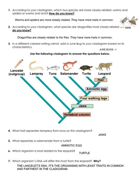Cladogram Worksheet Answers Worm Spider And Fly