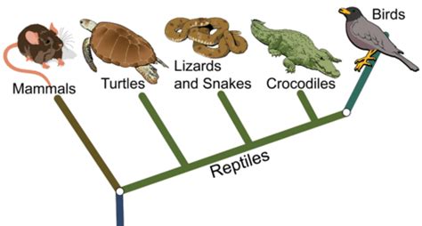 Kontroversi dan Perkembangan Klasifikasi Reptil Modern