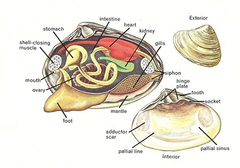 Clam