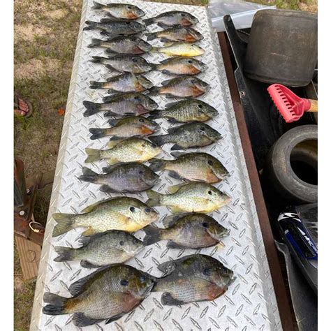 Clarks Hill Lake Fishing Report