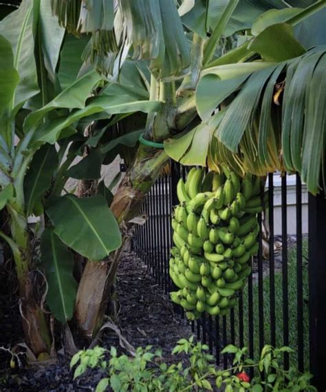 Classic Cavendish Bananas