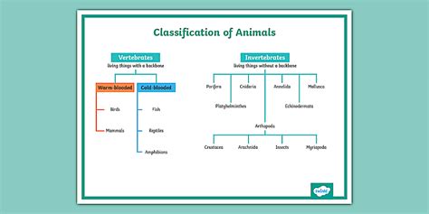 Classification Animal Kingdom Chart