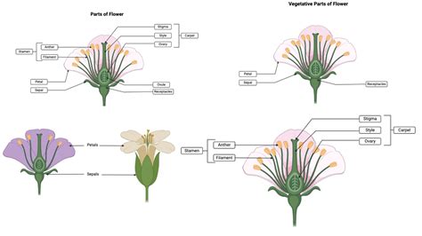 Classifying Flowers by Structure