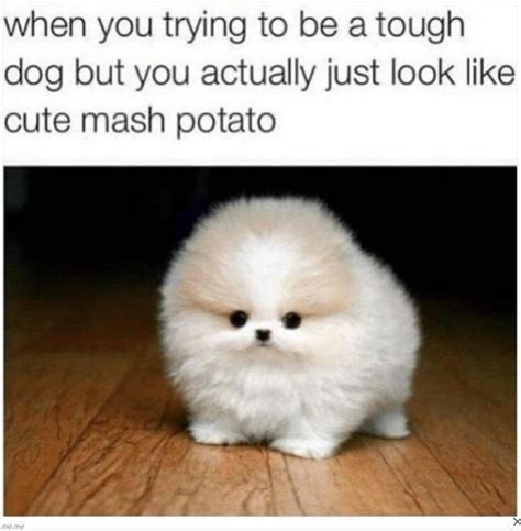 Clean And Funny Animal Memes