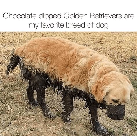 Clean Dog Memes