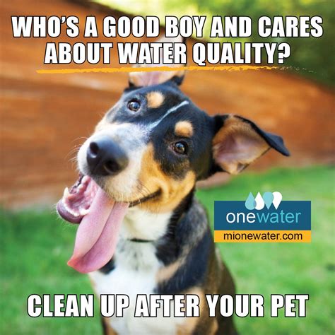 Clean Dog Memes 2020