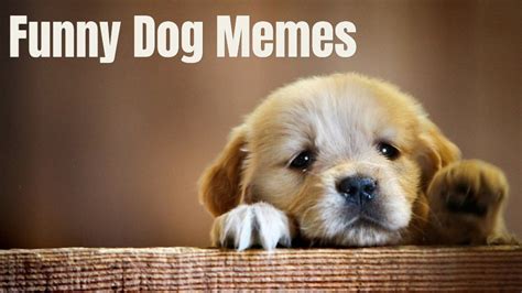 Clean Funny Dog Memes