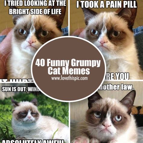 Clean Funny Grumpy Cat Memes