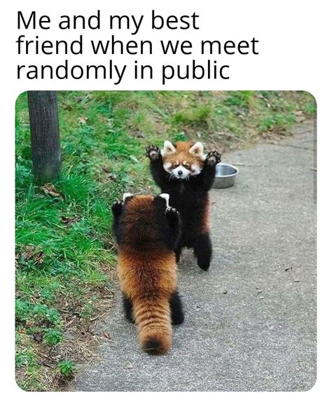 Clean Funny Memes