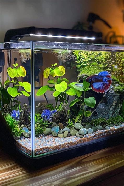 Cleaning Betta Tank
