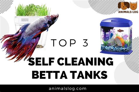 Cleaning Betta Tanks