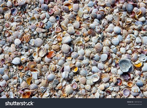 Clearwater beach shells