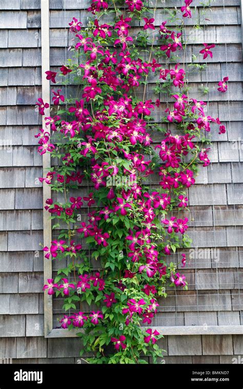 Clematis Wire Trellis