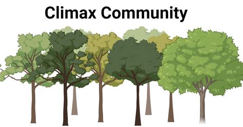 Unlocking the Mysteries of Climax Communities: A Comprehensive Definition of Climax Community in Biology