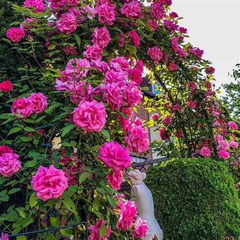 Climber Roses