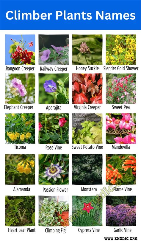 Climbers Plants Examples: Beautify Your Garden With These Amazing Climbing Plants