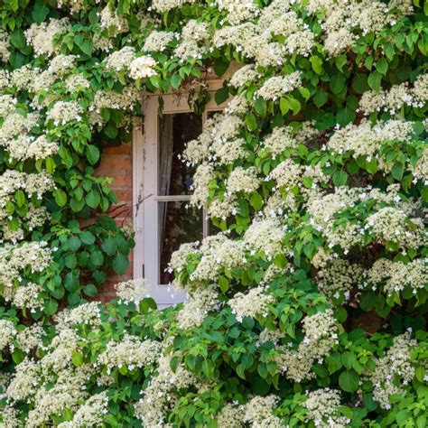 Climbing Hydrangeas (Hydrangea anomala petiolaris)