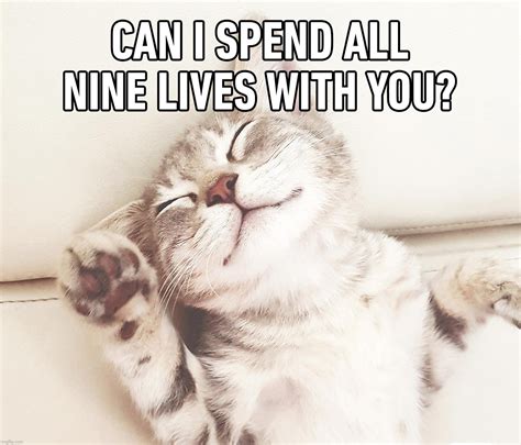 Clinton Cat Meme 9 Lives