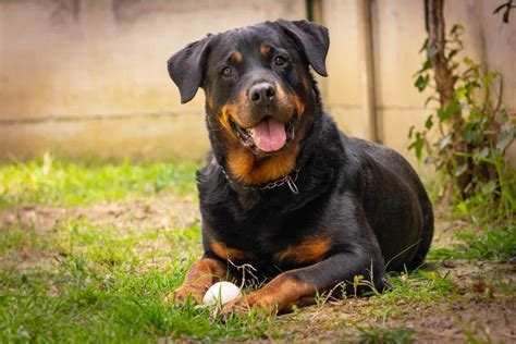 45+ Rottweiler With Cropped Ears Pics l2sanpiero