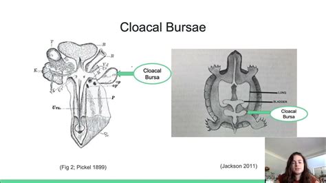 Cloacal Bursae