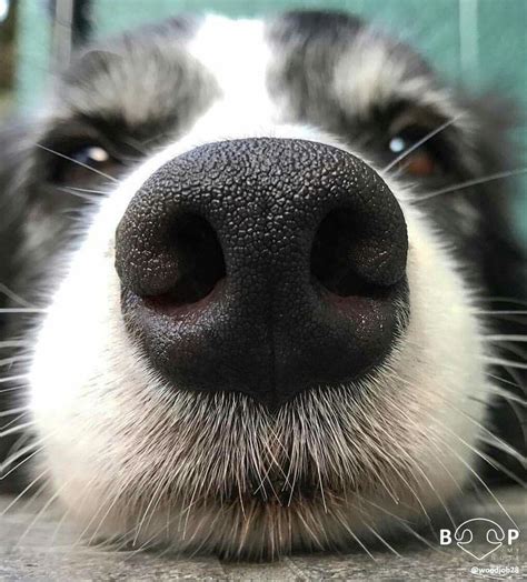 Close Up Dog Pictures