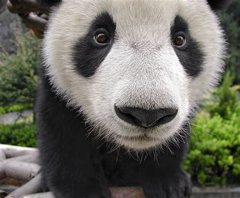 Close Up Panda Encounter