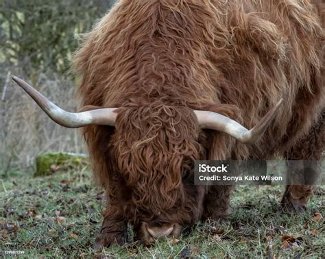 Close With Hairy Coos