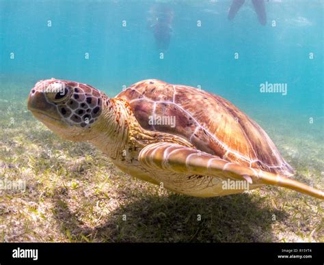 Close up turtle snorkeling