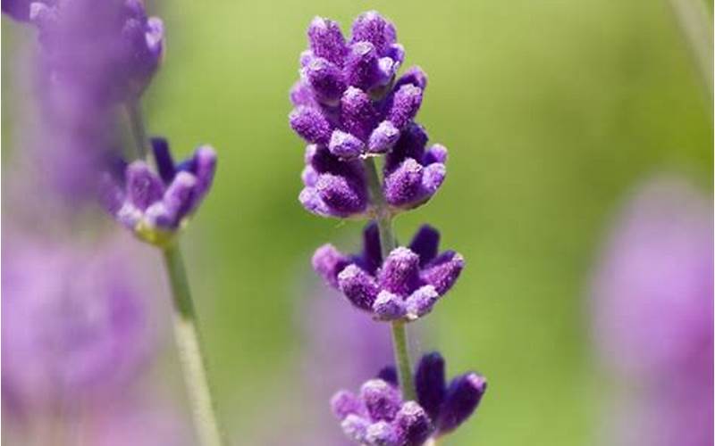 is lavender a flower