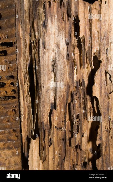 Close-up of Wood Rot Damage